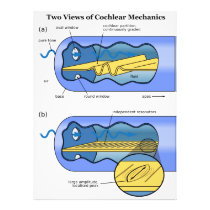 Two Views of Cochlea Mechanics Inner Ear Photo