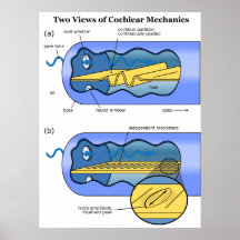 Two Views of Cochlea Mechanics Inner Ear Posters