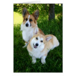 Two Welsh Corgis cards