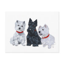 Two Westies and a Scottie Postcards