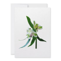 Two White Asiatic Lilies