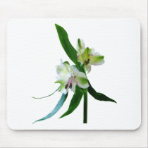 Two White Asiatic Lilies