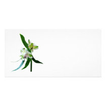 Two White Asiatic Lilies