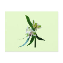 Two White Asiatic Lilies