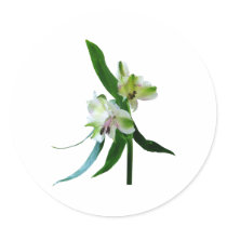 Two White Asiatic Lilies