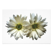 Two White Daisies Personalized Invitations