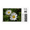 Two white daisies stamp