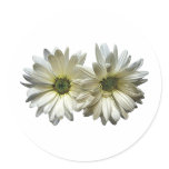 Two White Daisies Sticker