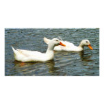 Two White Ducks photo cards