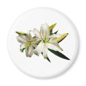 Two White Lilies and Buds magnets