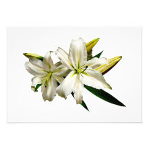 Two White Lilies and Buds Personalised Invitations