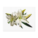 Two White Lilies and Buds postcards
