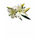 Two White Lilies and Buds t-shirts