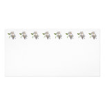 Two White Lilies photo cards