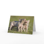 Two White Piglets Playing in Field Cards