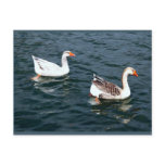 Two Wild Grey Geese Swimming Together