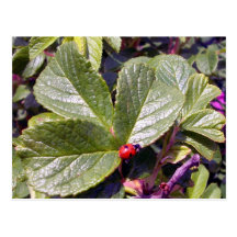 Two Years Old Ladybug Postcard