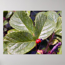 Two Years Old Ladybug Poster