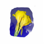 Two Yellow Flowers Dark Blue Sky Photo Photo Sculptures