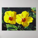 Two Yellow Hibiscus on Canvas Print