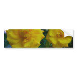 Two Yellow Roses bumper stickers