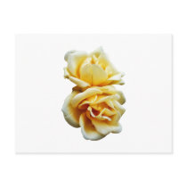 Two Yellow Roses Postcard