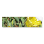 Two Yellow Tulips bumper stickers