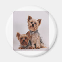 Two Yorkies Magnets