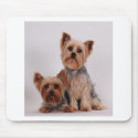 Two Yorkies mousepads
