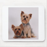 Two Yorkies mousepads