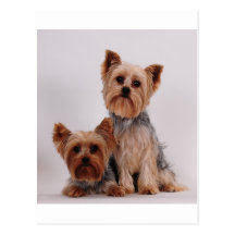 Two Yorkies Post Cards