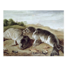 Two Young Seals on the Shore, c.1650 Postcards
