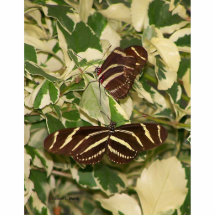 Two zebra butterflies on foliage acrylic cut out