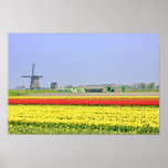 Typical dutch: Windmill and tulipfields posters