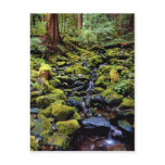 Typical rain forest scene near Sol Duc Hot Springs Postcards