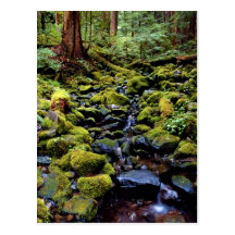 Typical rain forest scene near Sol Duc Hot Springs Postcards