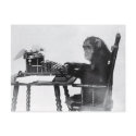 Typing Monkey postcards
