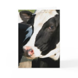 Udderly Happy Birthday cards