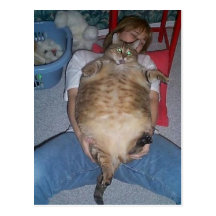 Ugly Fat Cat Post Cards