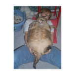Ugly Fat Cat postcards