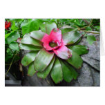 Ugly Plant cards