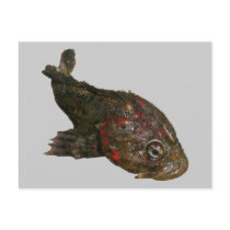 Ugly Rock Fish (Irish Lord) Postcard