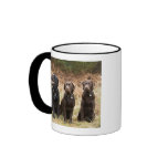 UK, England, Suffolk, Thetford Forest, Portrait Mugs