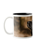UK, England, Suffolk, Thetford Forest, Spaniel Coffee Mugs