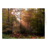 UK. Forest of Dean. Sunbeam penetrating a Greeting Card
