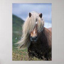 UK, Scotland, Shetland Islands, Shetland pony Poster