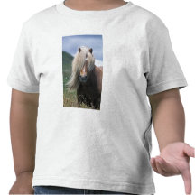 UK, Scotland, Shetland Islands, Shetland pony T-shirt