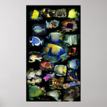 Ultimate Reef Fish Poster