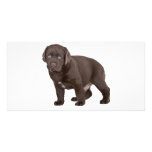 Ultra Cute Six Week Old Chocolate Labrad photo cards
