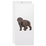 Ultra Cute Six Week Old Chocolate Labrad rack cards